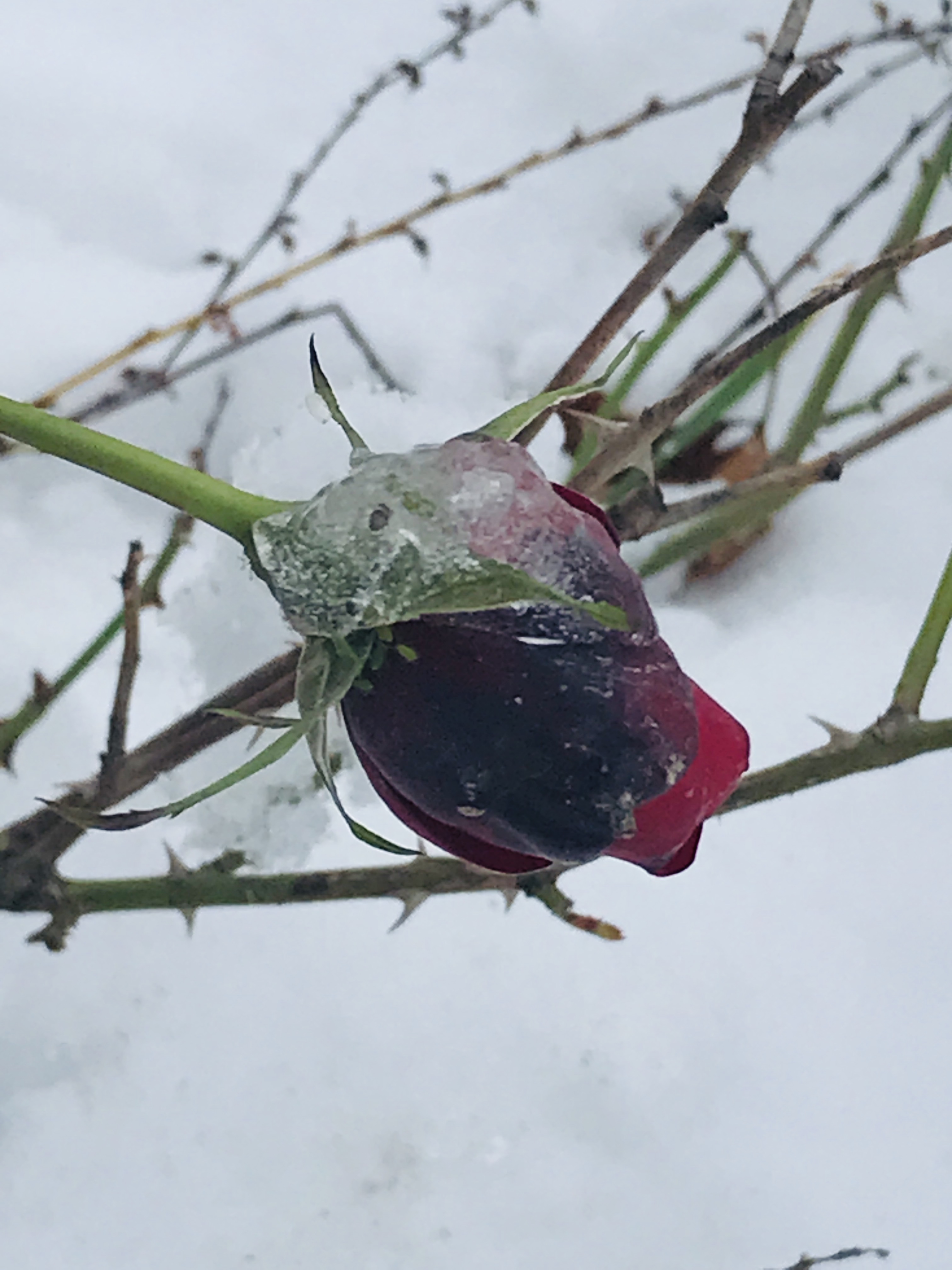 A rosebud endures despite being covered with ice.