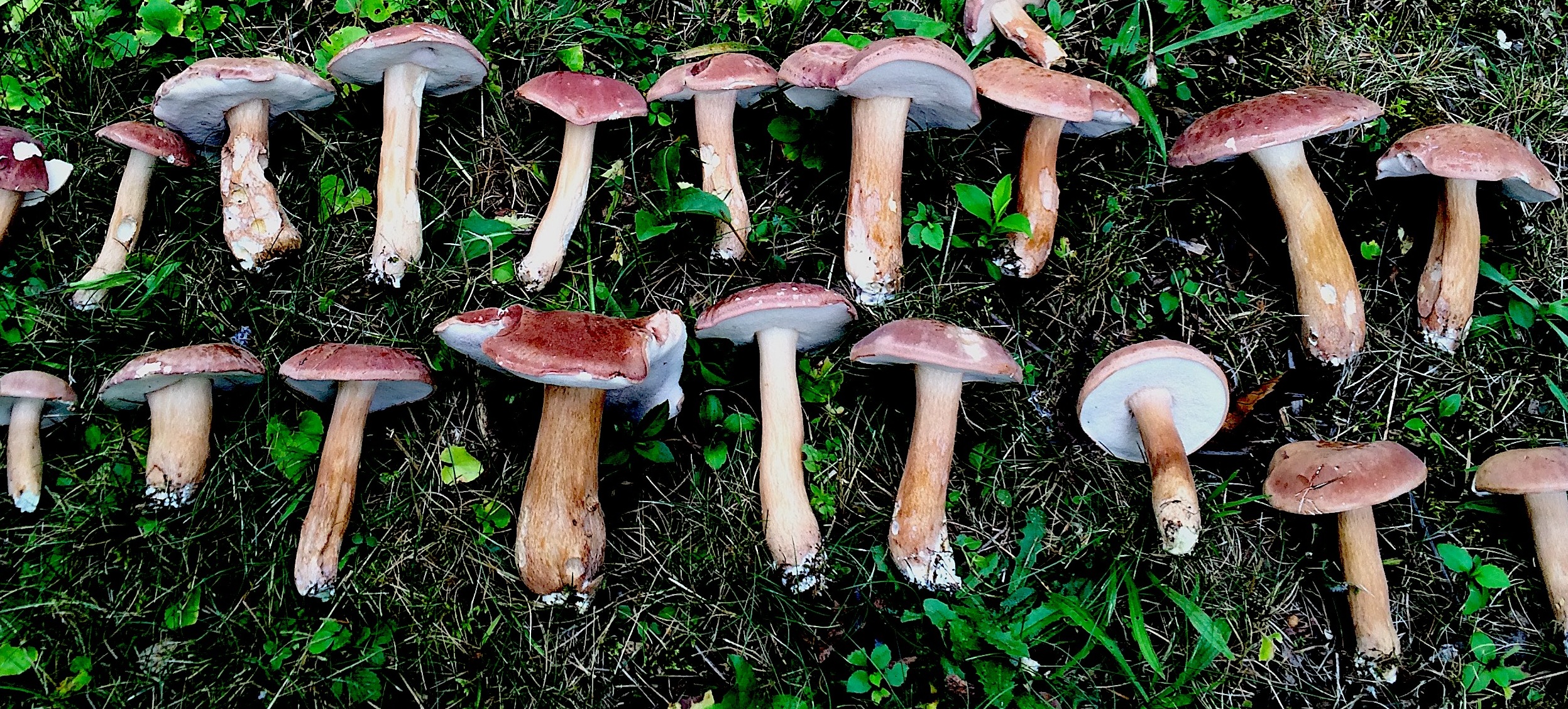 Bolete mushrooms have been harvested and lined up to count.